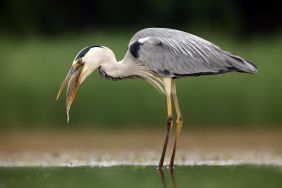 Les oiseaux des étangs de Plessis-Brion
