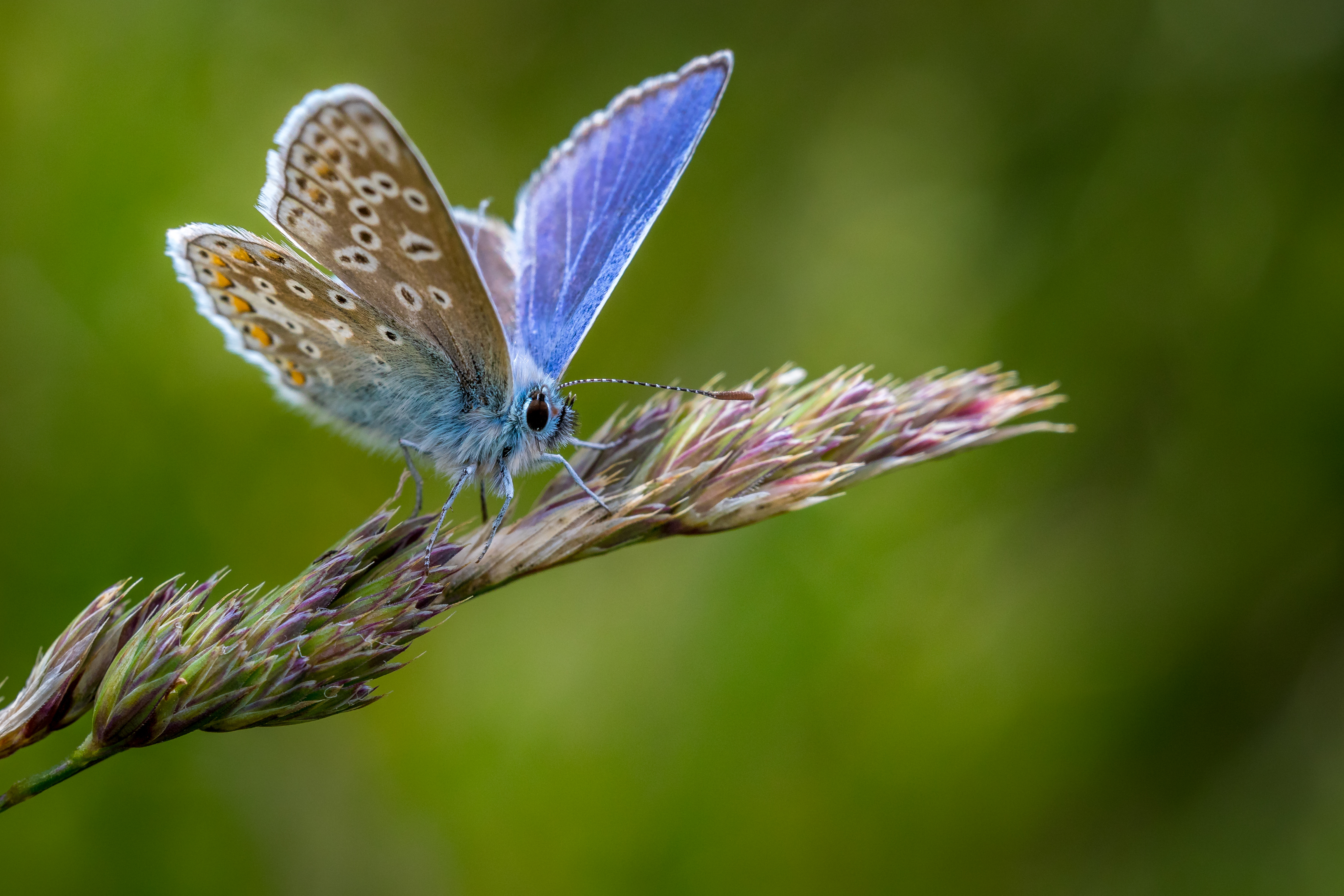 Papillon vole vole