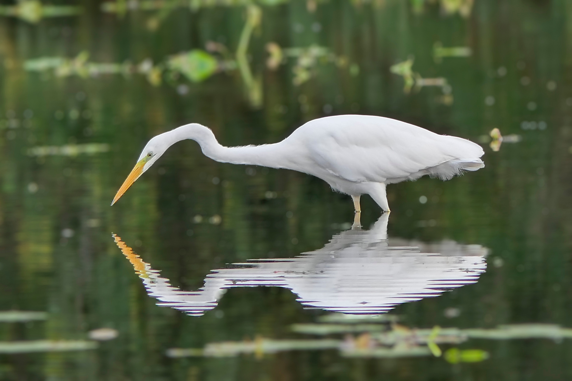 Les oiseaux des Étangs de Commelles