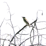 Phragmite des Joncs (Acrocephalus schoenobaenus)