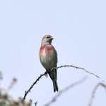 Linotte Mélodieuse (Linaria cannabina)