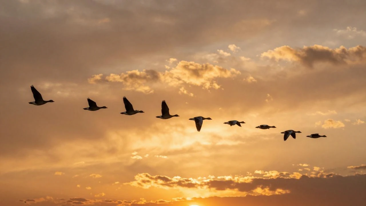 Découverte des oiseaux du Hâble d'Ault