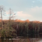 Les Étangs de Commelles en fin d'automne