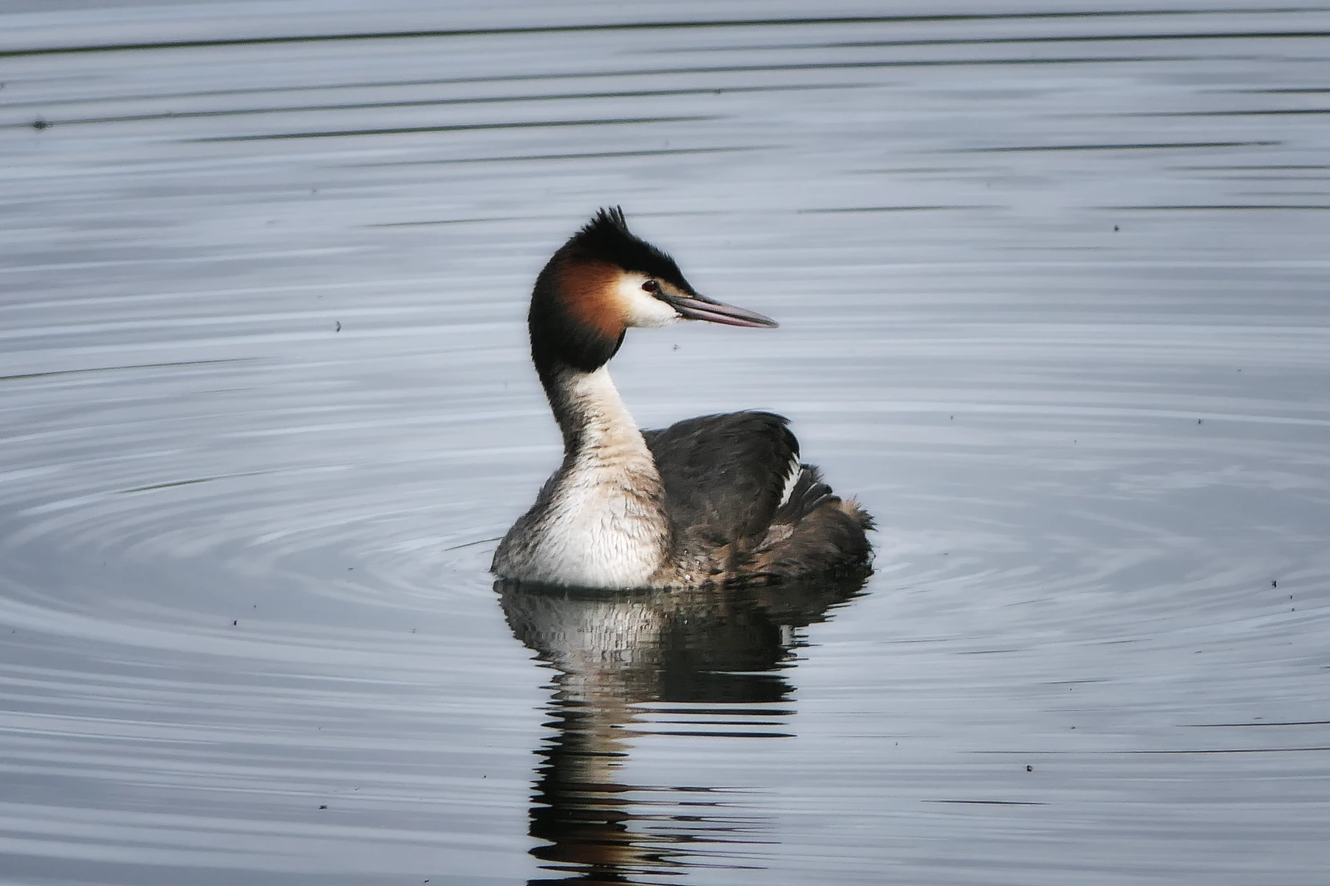 Découverte des oiseaux des Étangs de Commelles