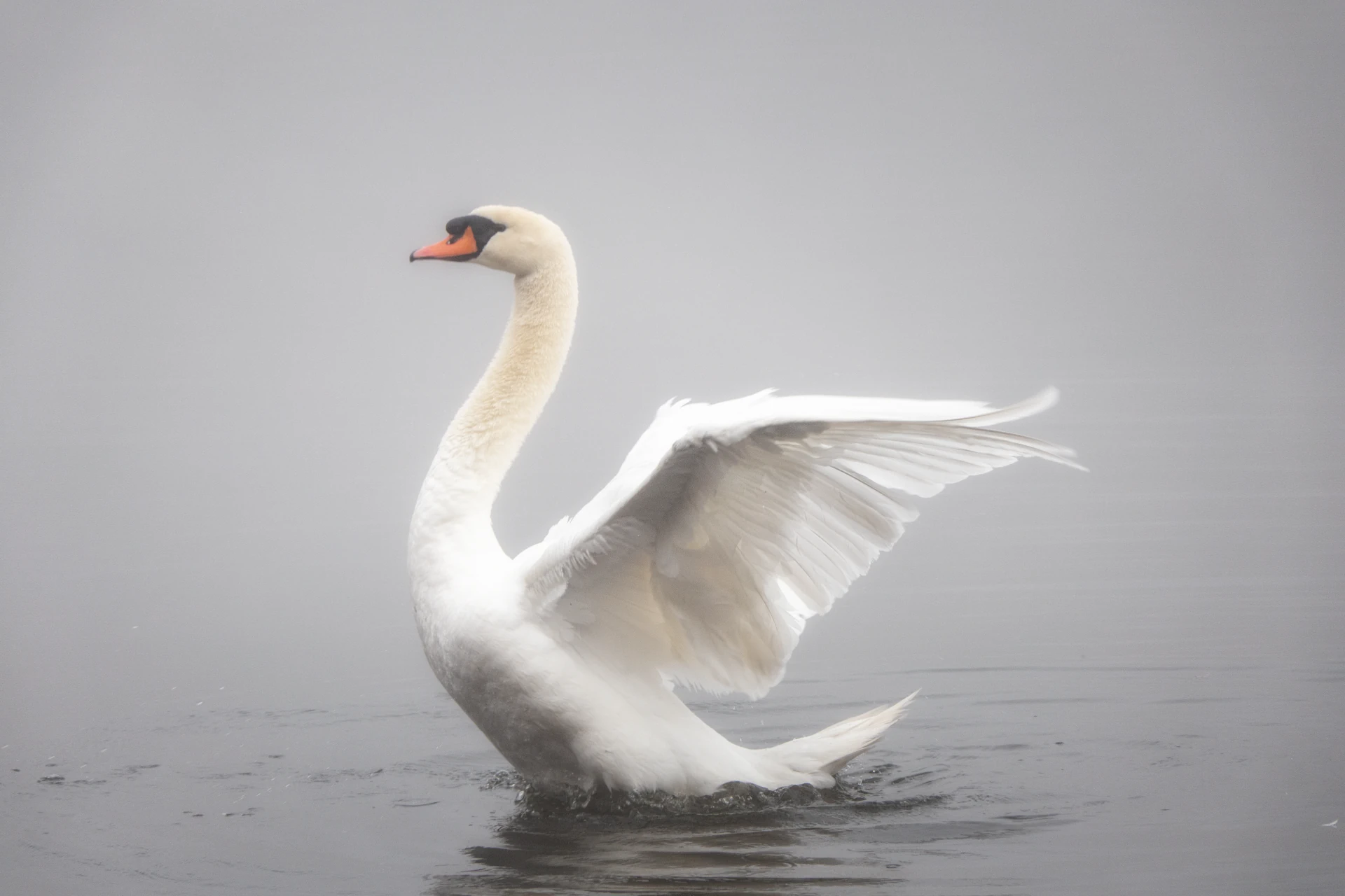Découverte des oiseaux des Étangs de Commelles