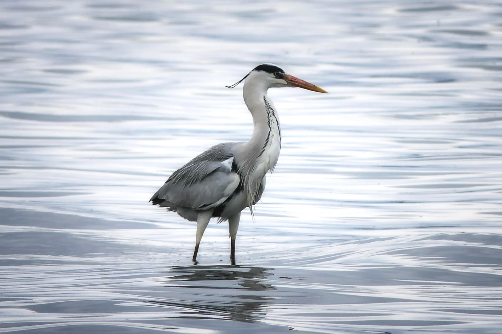 Ardea cinerea