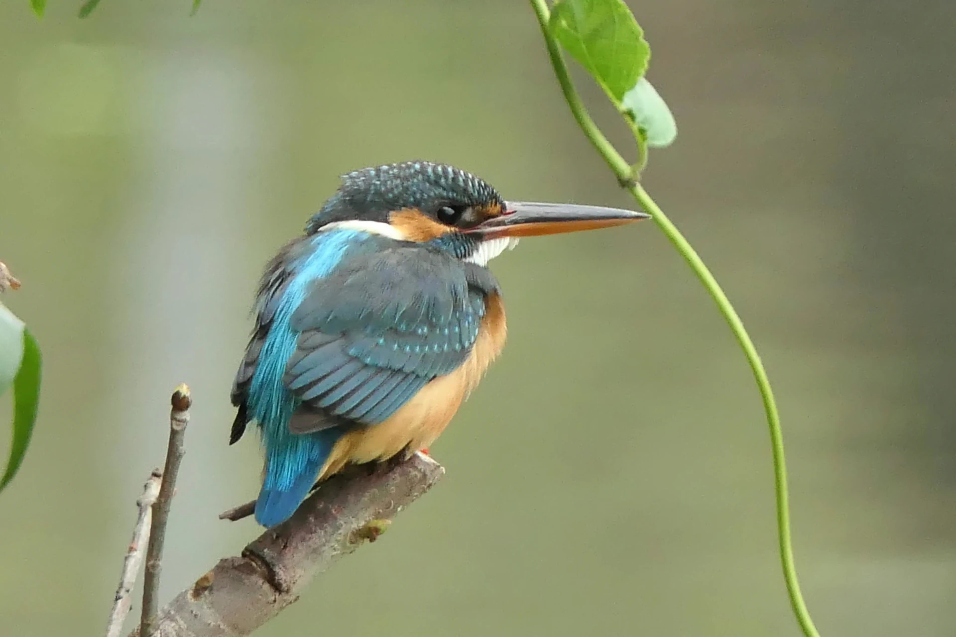 Ardea cinerea