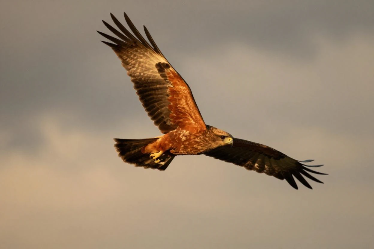 Marais de Sacy, roselière et prairies humides, habitat des oiseaux d’eau