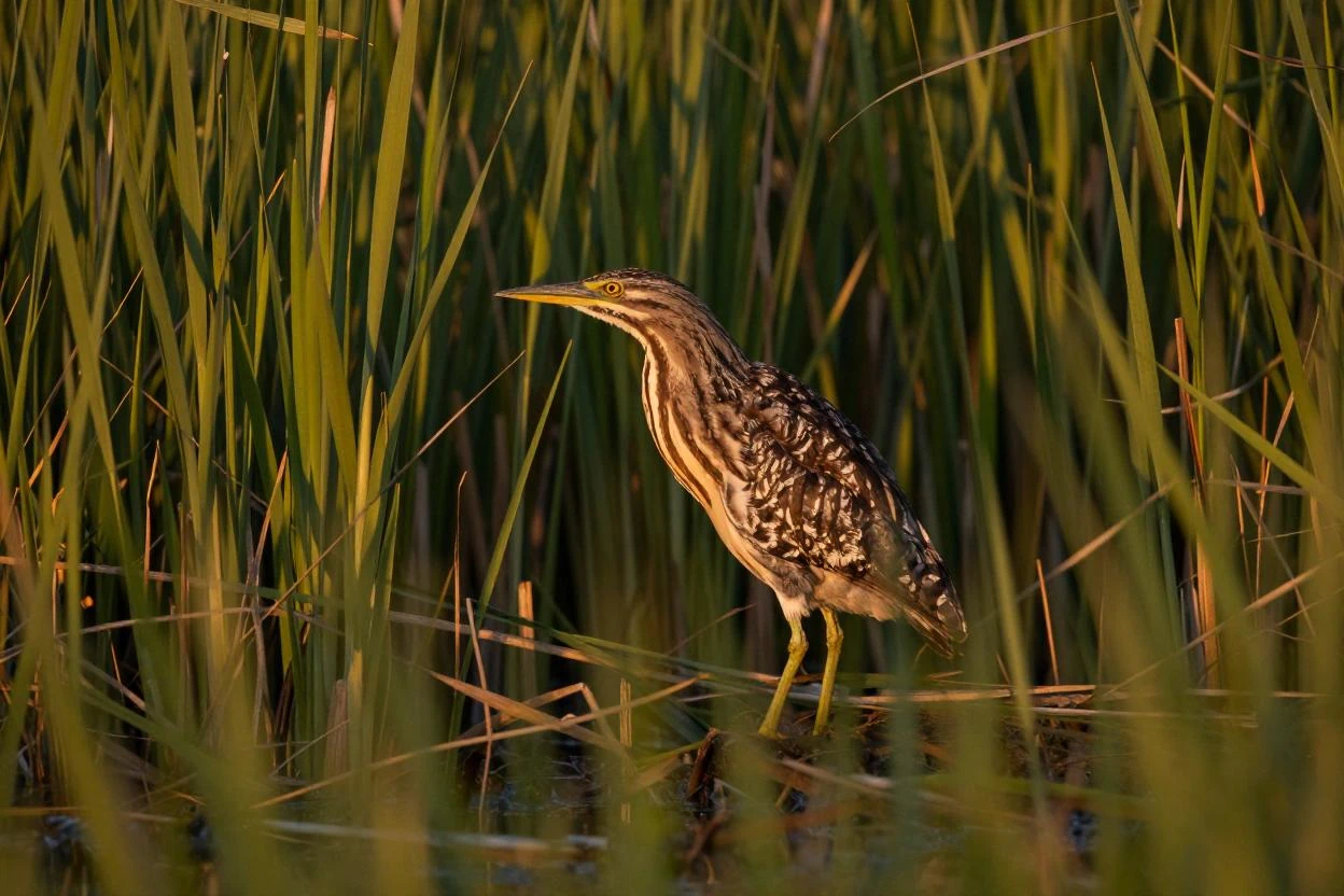 Marais de Sacy, roselière et prairies humides, habitat des oiseaux d’eau