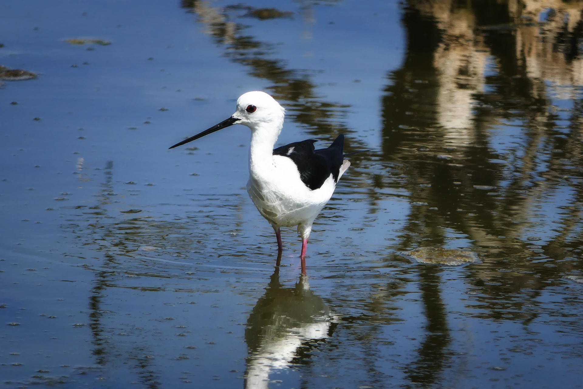 Immersion ornitho en Brenne