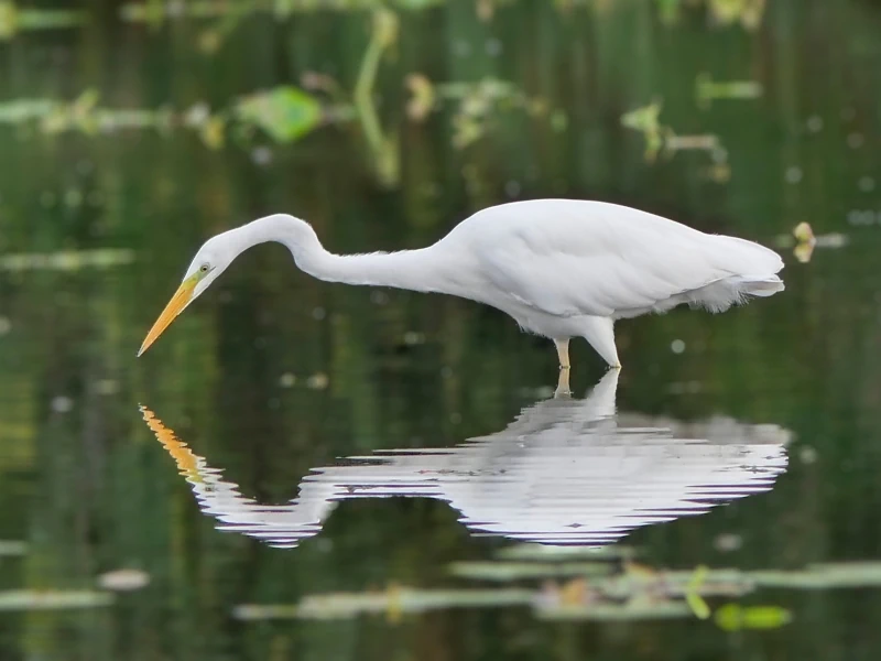 Découverte des oiseaux des Étangs de Commelles