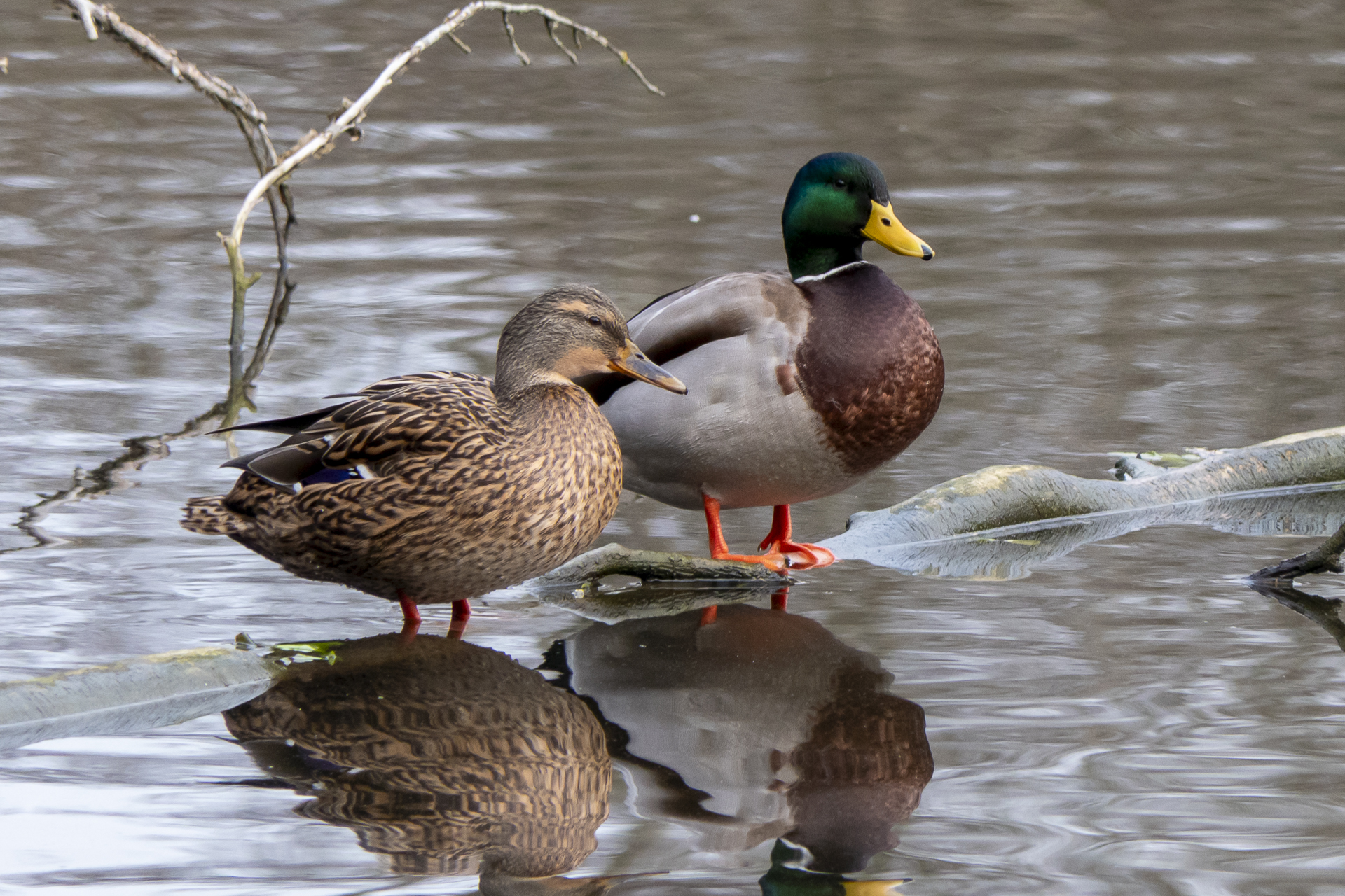 Découverte des oiseaux des étangs du Plessis Brion