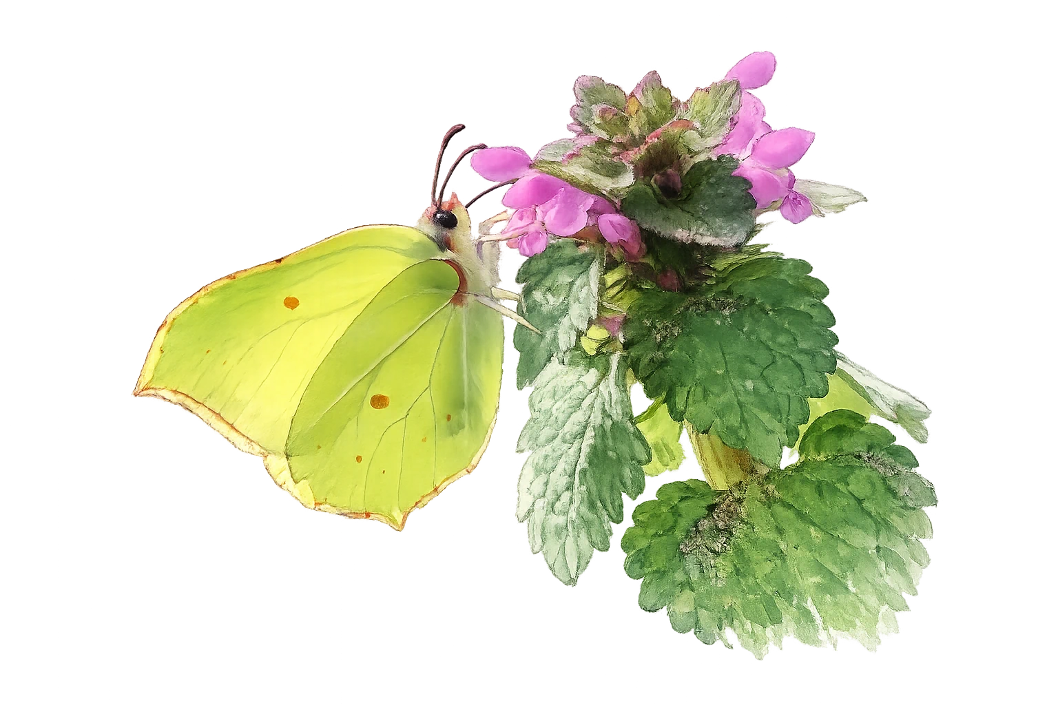 Mâle de Citron (Gonepteryx rhamni) posé, jaune vif, aux ailes anguleuses