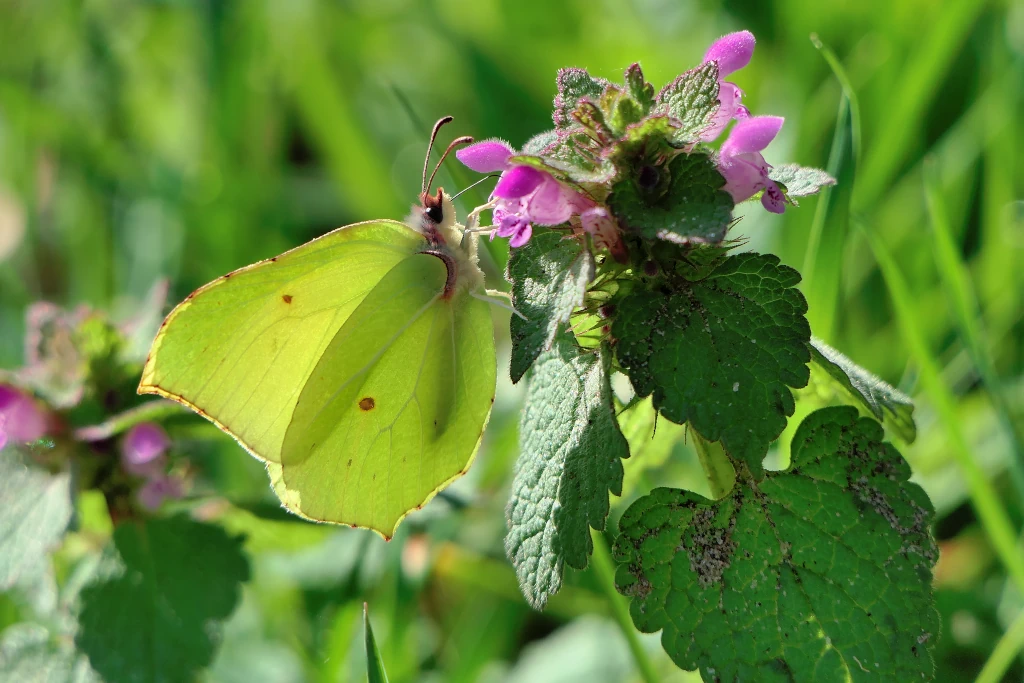 Mâle de Citron (Gonepteryx rhamni) posé, jaune vif, aux ailes anguleuses