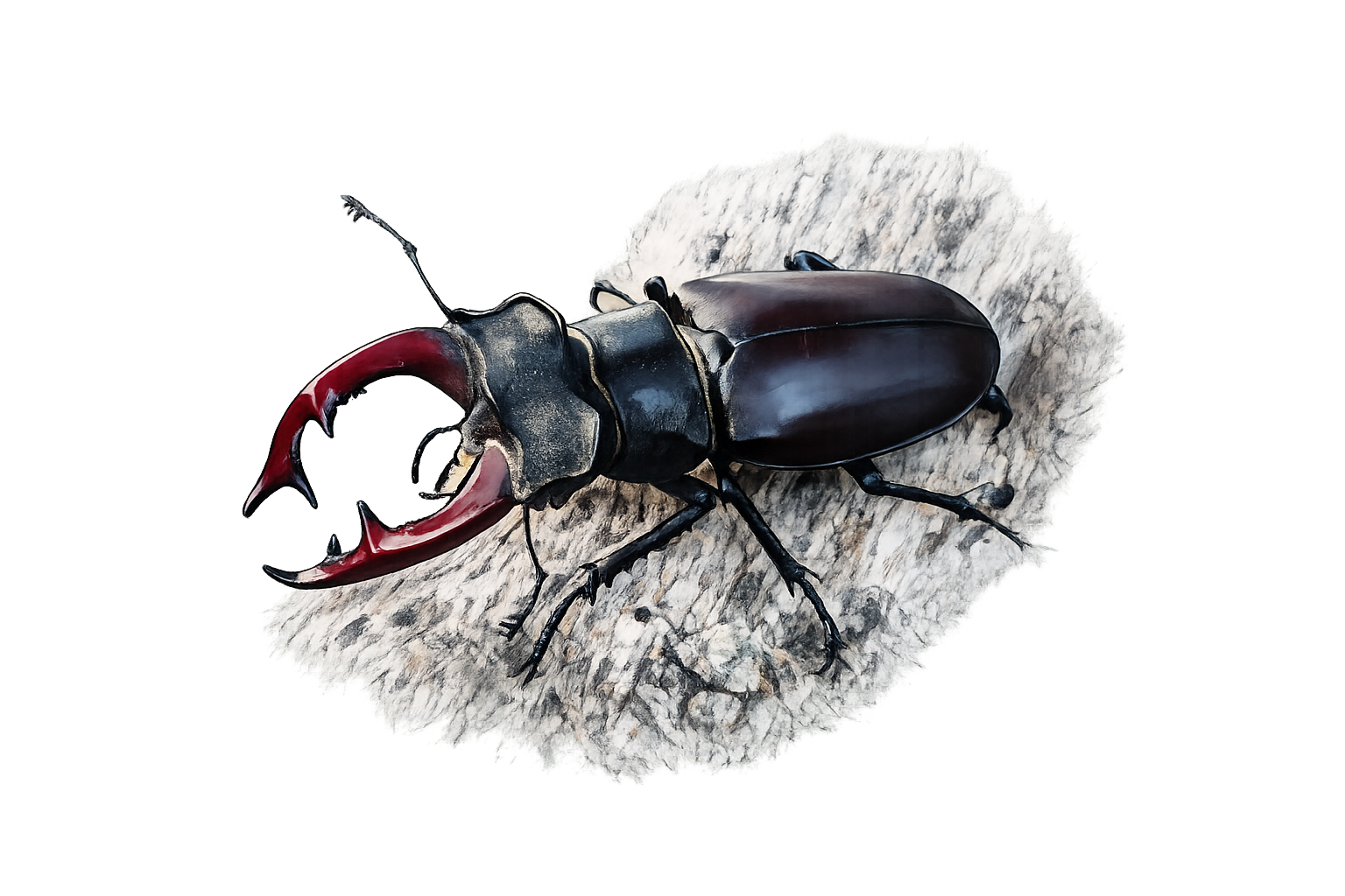 Lucane cerf-volant mâle (Lucanus cervus)