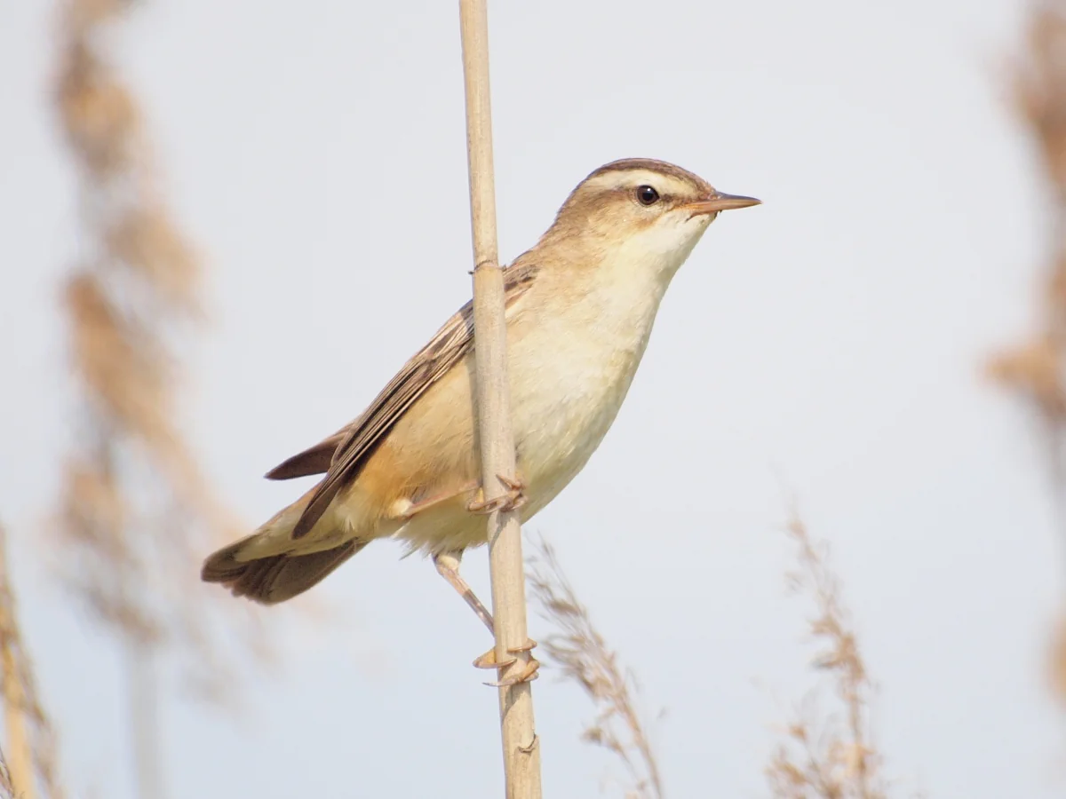 Le Phragmite des joncs