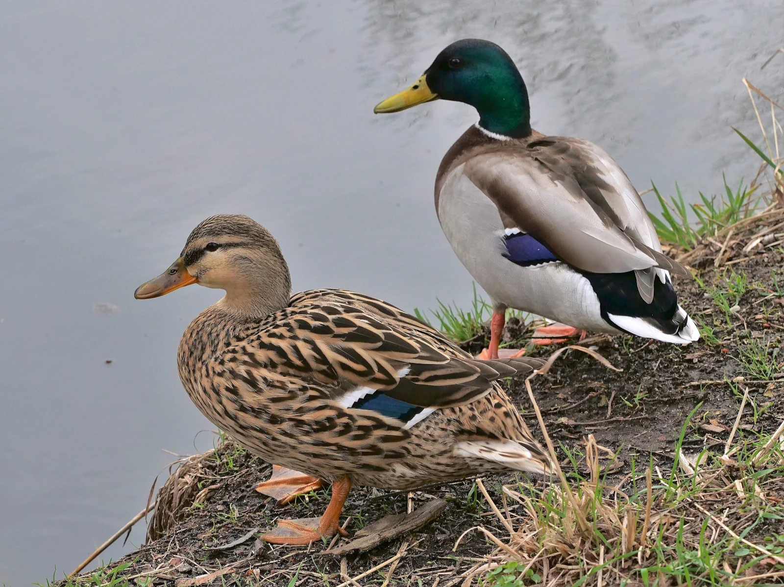 Canards colverts sur un étang en hiver : femelle au premier plan, mâle au second plan.