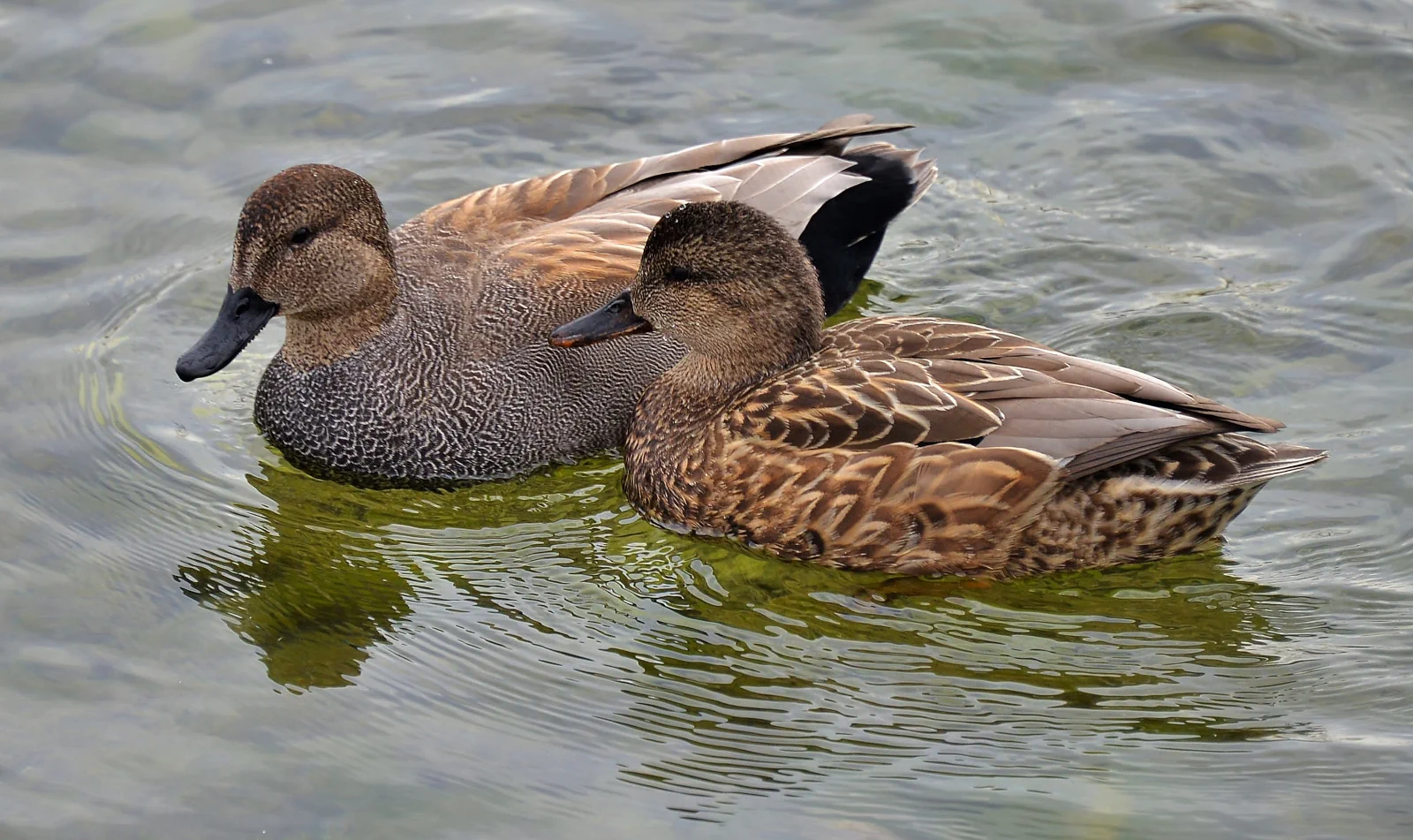 Le Canard chipeau