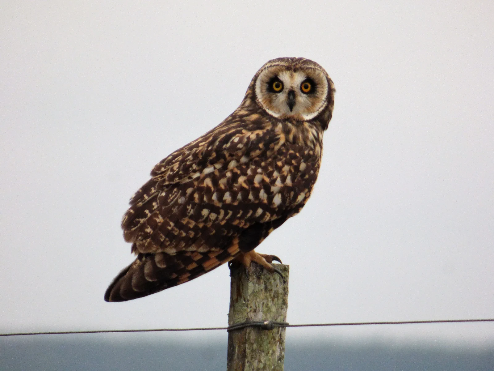 Hibou des marais