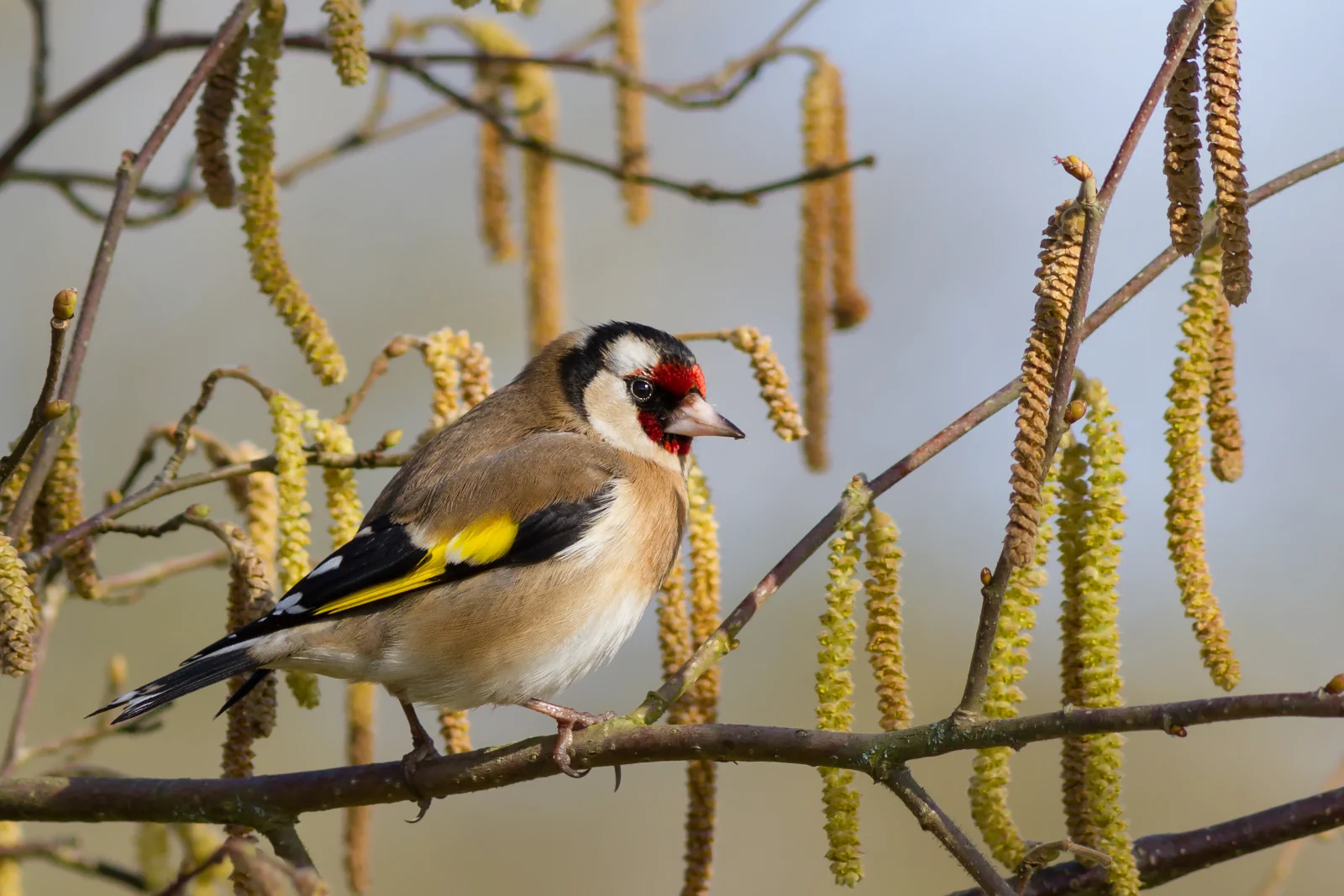 Chardonneret élégant adulte montrant le masque rouge et la bande jaune sur l’aile.