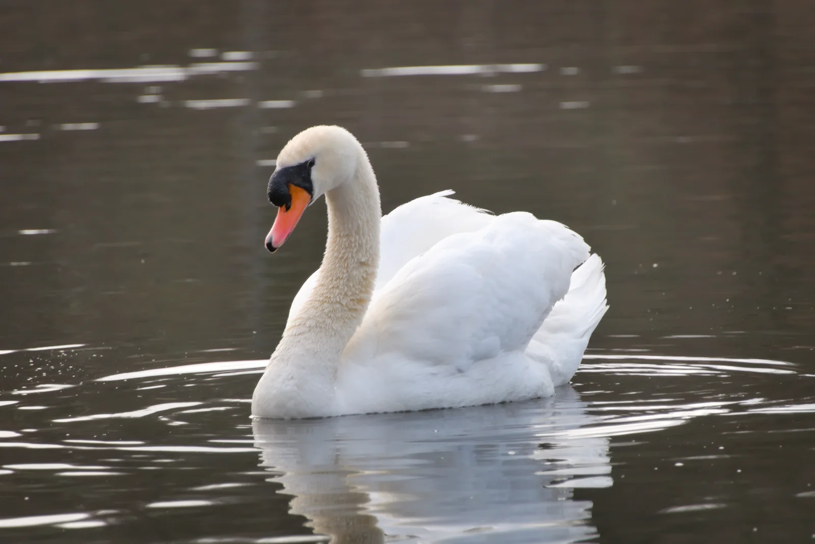 Cygne tuberculé