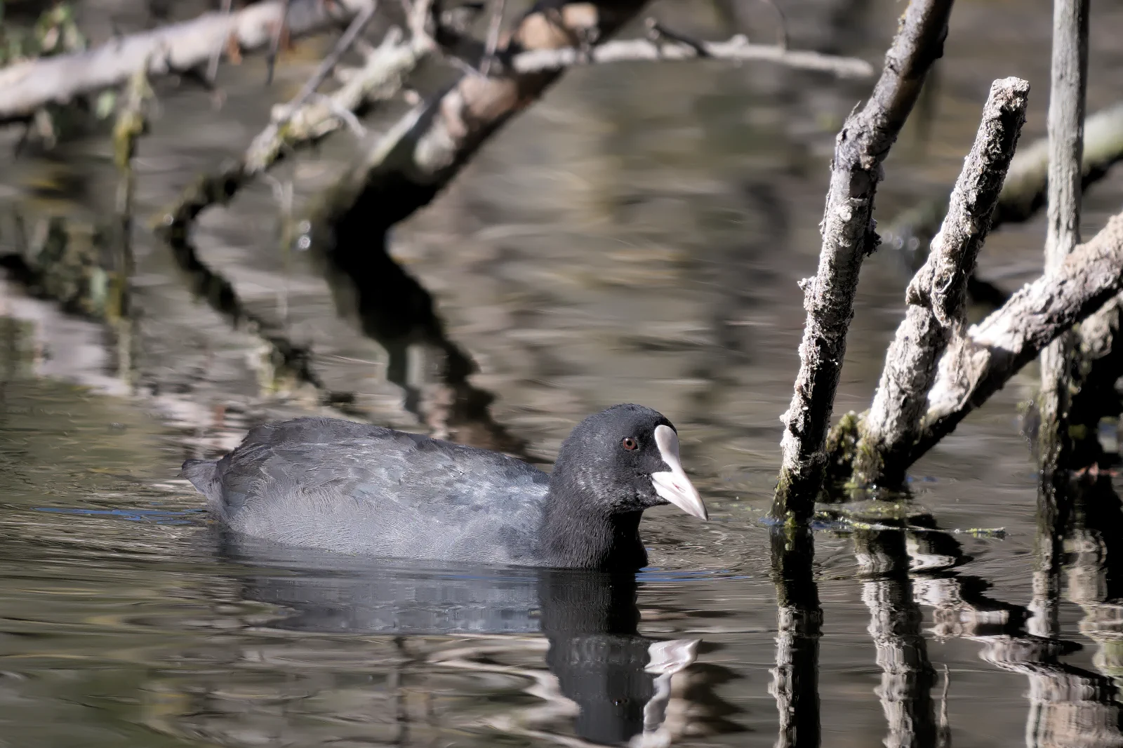 Eurasian Coot on a Pond