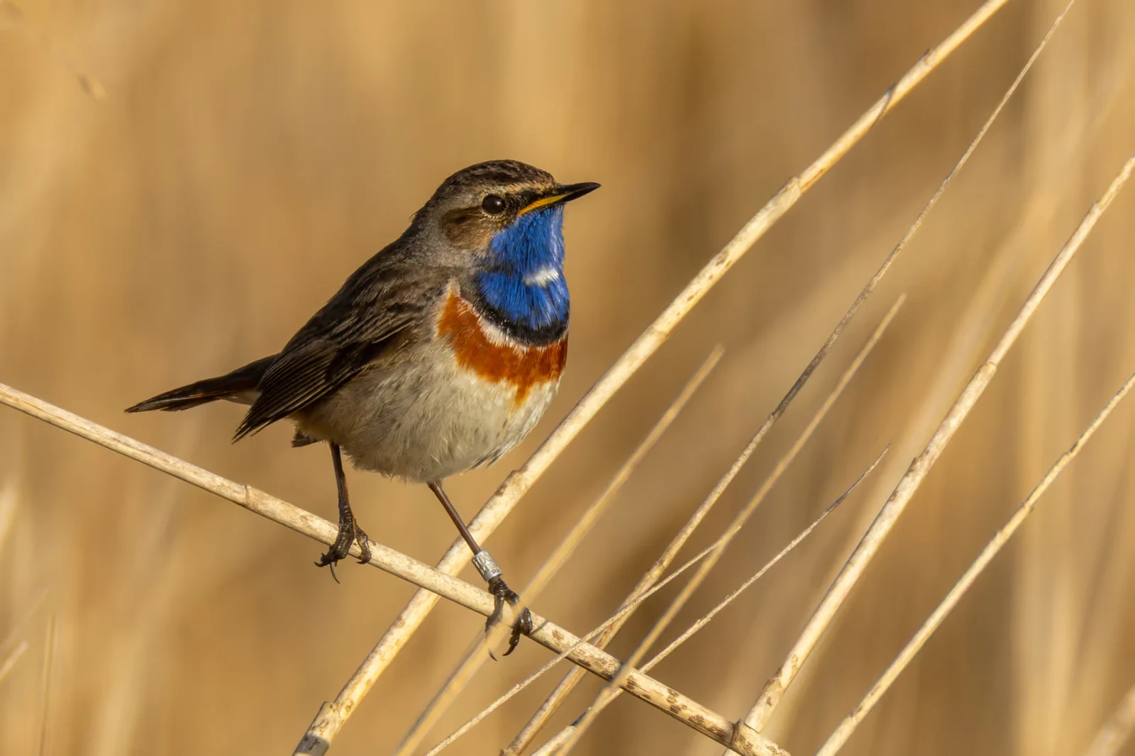 Gorgebleue à miroir mâle, illustration scientifique détaillée montrant sa gorge bleue irisée avec taches rouges distinctives