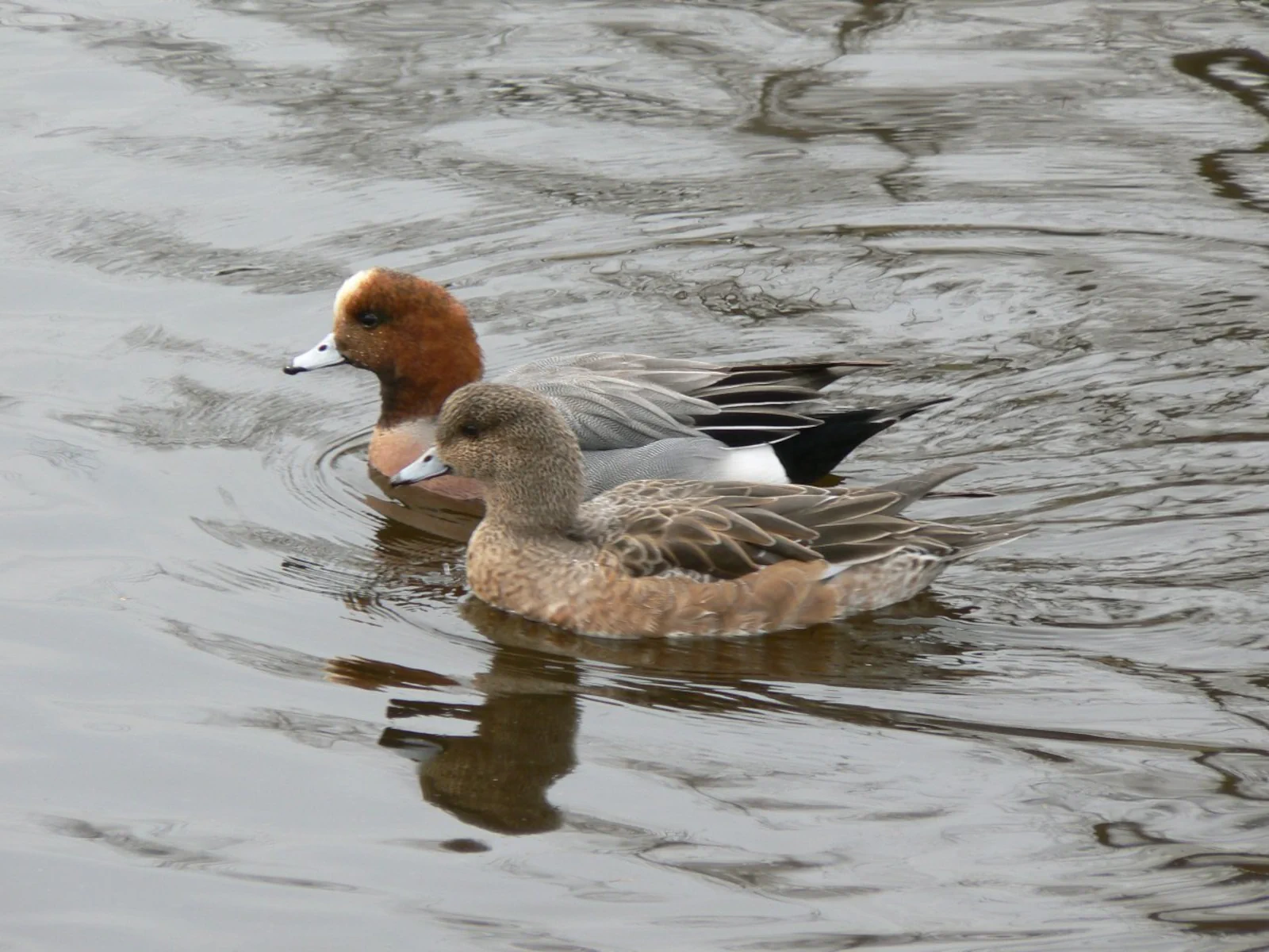 Le Canard siffleur