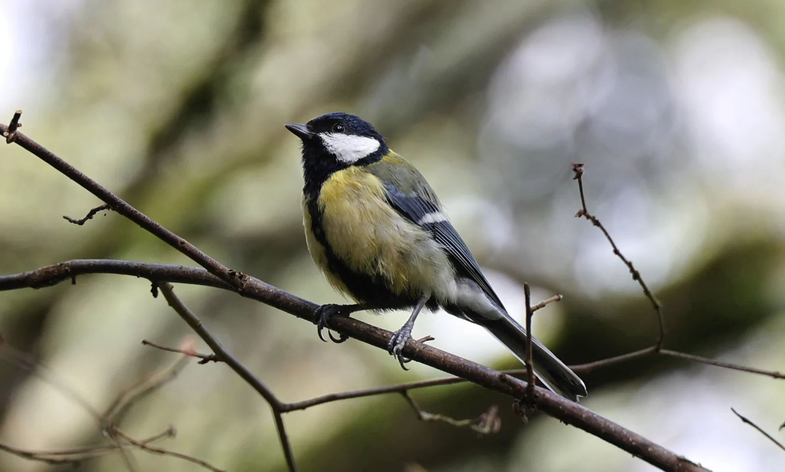 Mésange charbonnière posée sur une branche, vue de face, avec sa tête noire, ses joues blanches, son ventre jaune et sa cravate noire centrale.