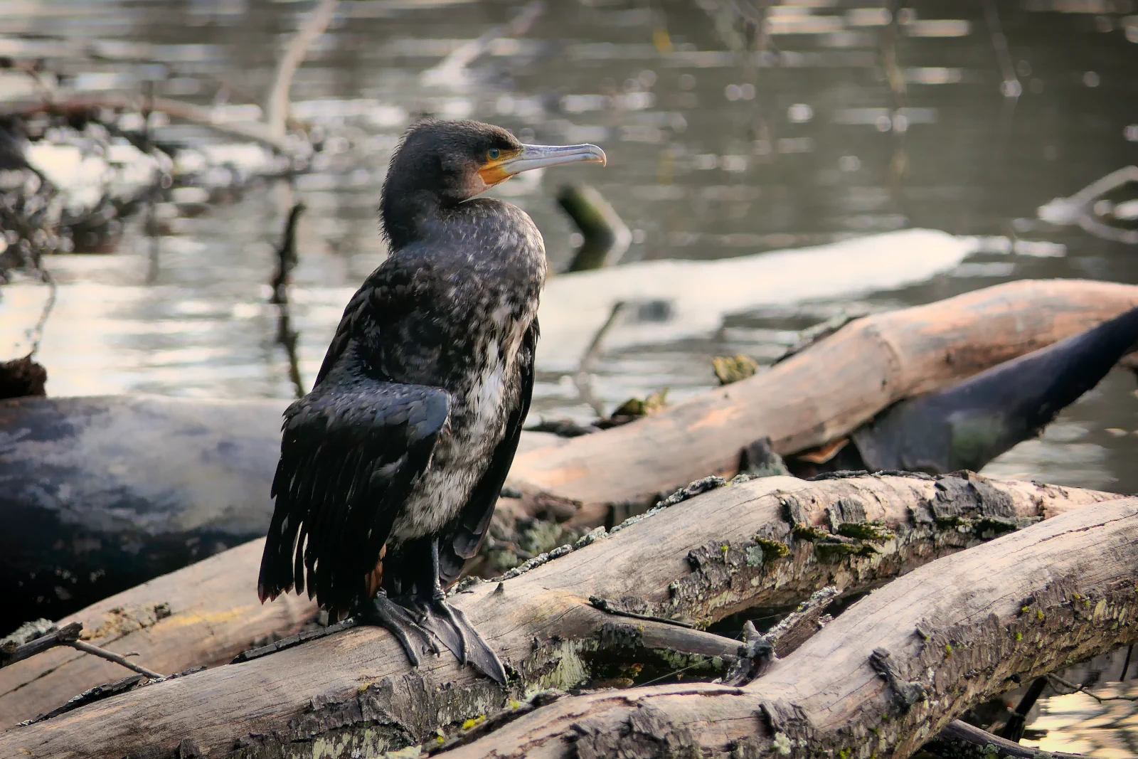 Le Grand Cormoran