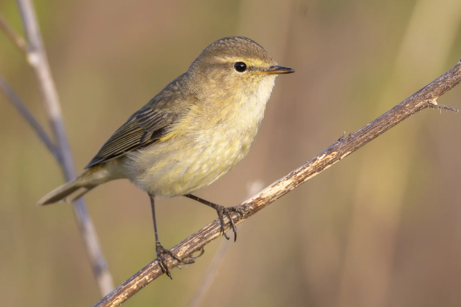 Common Chiffchaff (Phylloscopus collybita)