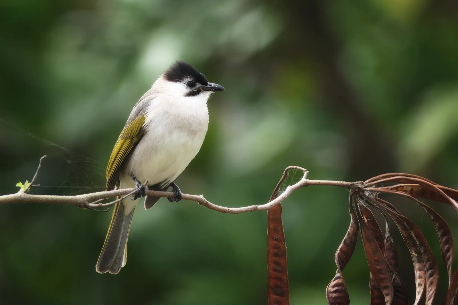 Le Bulbul de Taïwan