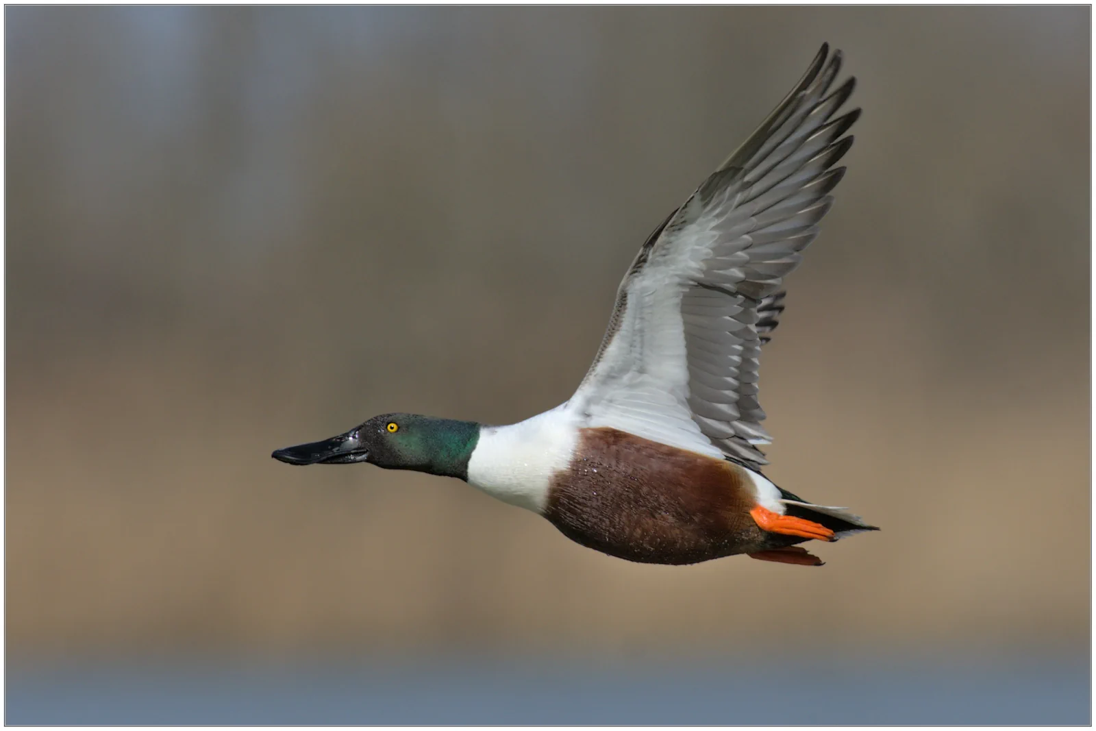 Le Canard souchet
