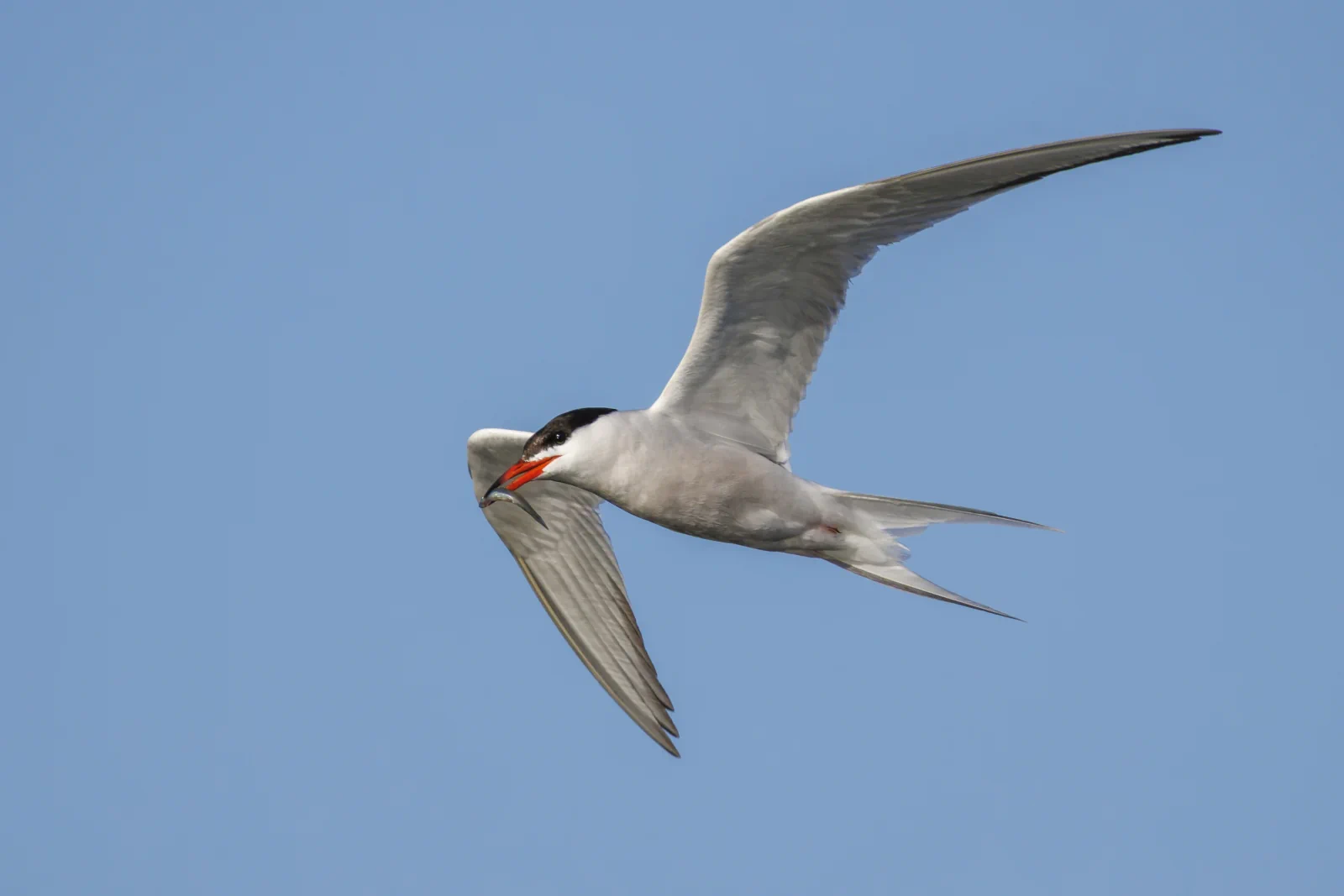 Sterna hirundo