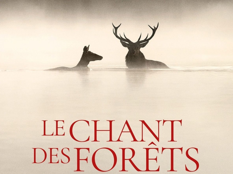 Film Le chant des forêts
