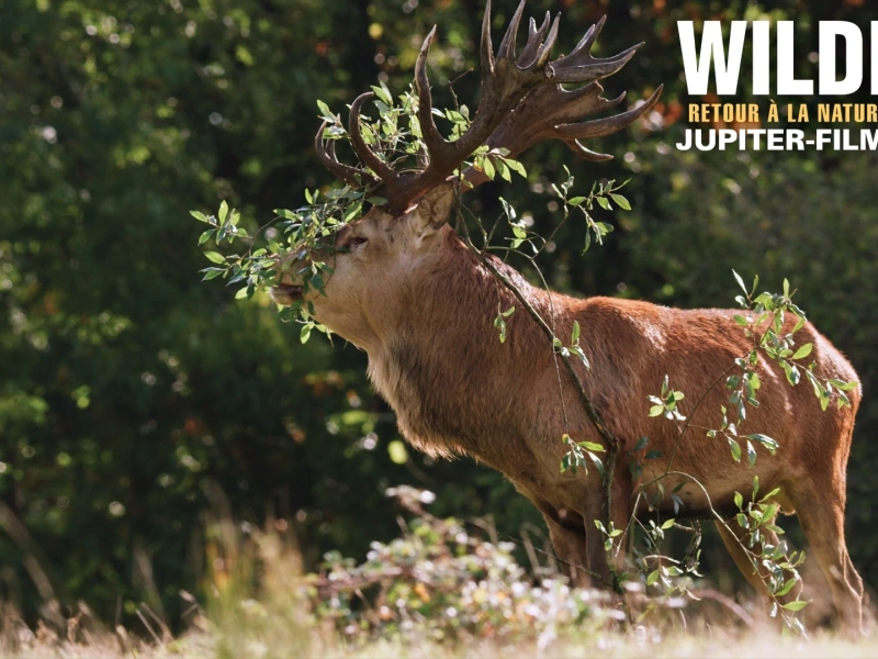 Wilding, Retour à la Nature Sauvage