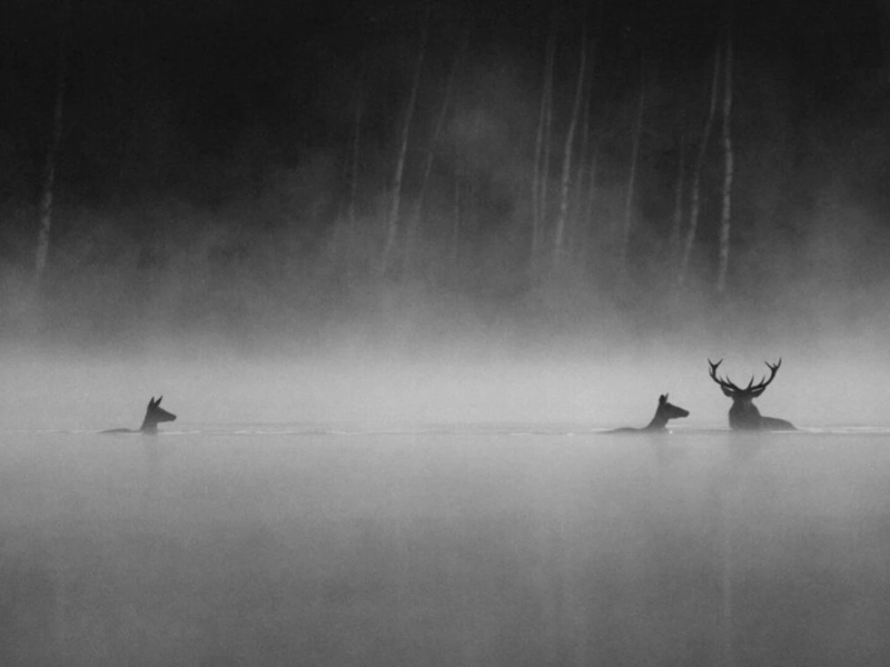 Le chant des forêts