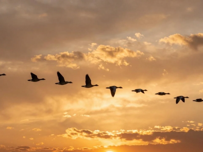Découverte des oiseaux du Hâble d'Ault