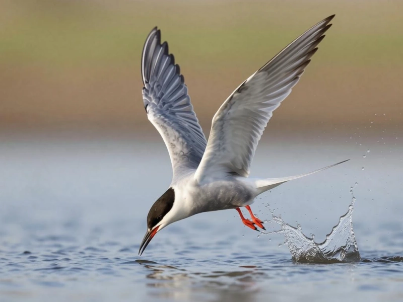 Découverte des oiseaux du Hâble d'Ault