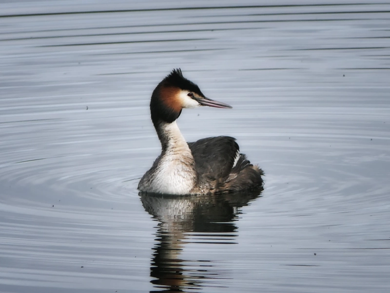 Découverte des oiseaux des Étangs de Commelles