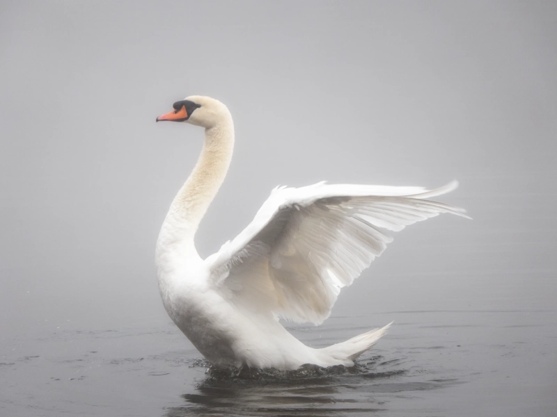 Découverte des oiseaux des Étangs de Commelles