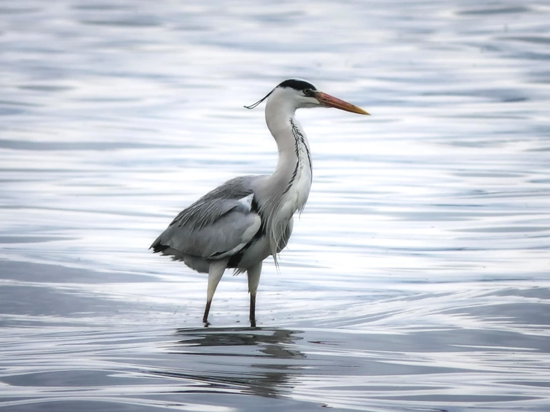 Découverte des oiseaux des étangs du Plessis Brion