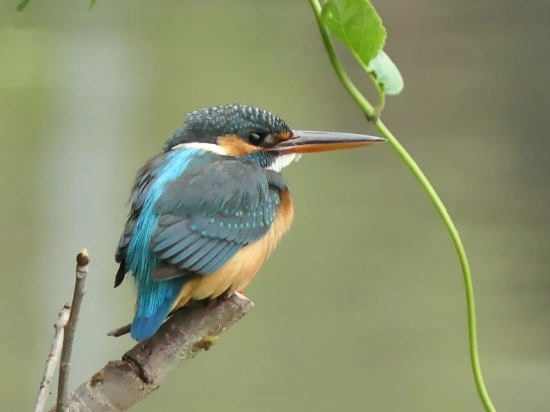 Discovering the birds of the Plessis-Brion ponds