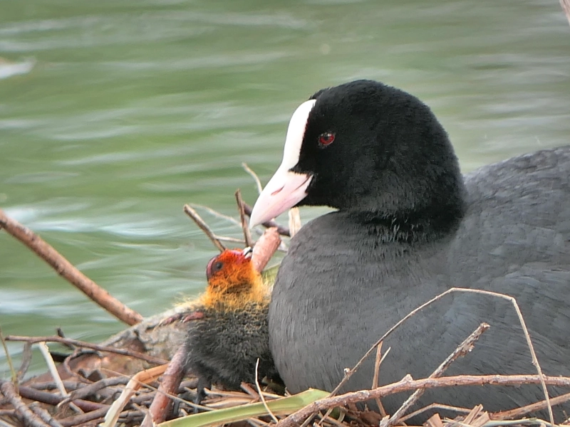 Découverte des oiseaux des étangs du Plessis Brion