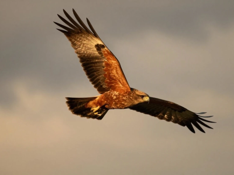 Marais de Sacy, roselière et prairies humides, habitat des oiseaux d’eau
