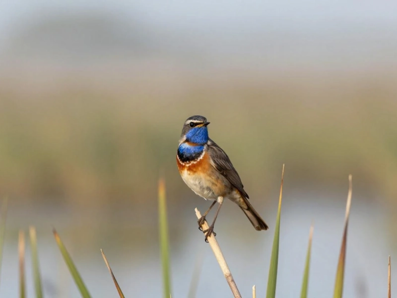 Marais de Sacy, roselière et prairies humides, habitat des oiseaux d’eau