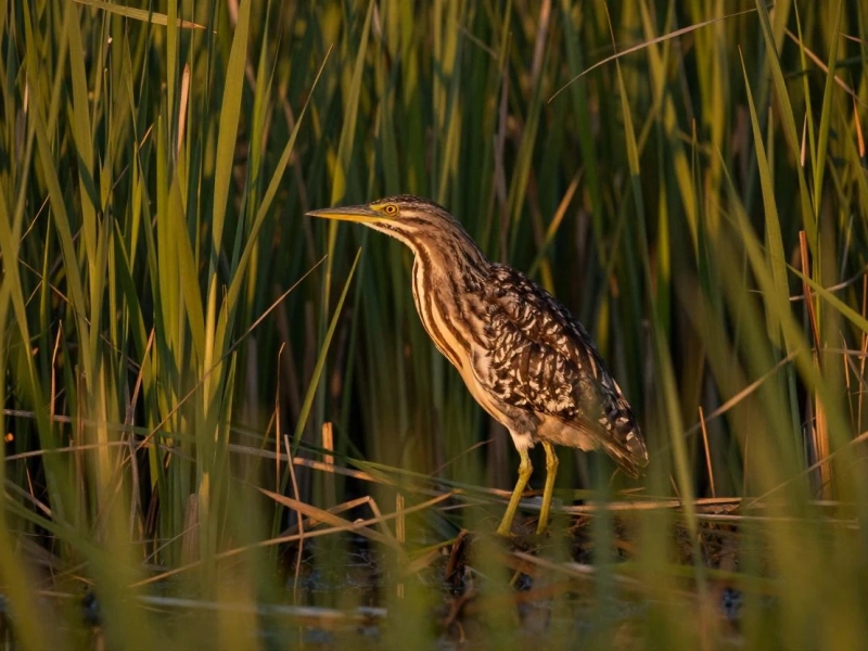 Marais de Sacy, roselière et prairies humides, habitat des oiseaux d’eau