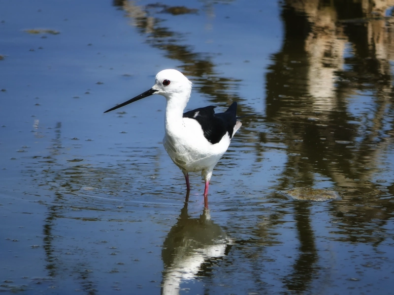 Immersion ornitho en Brenne