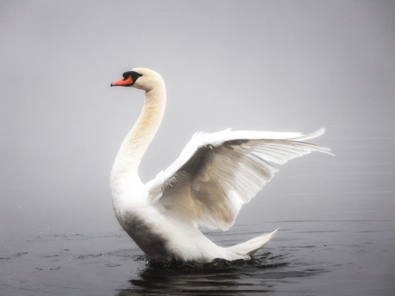 Découverte des oiseaux des étangs de Clery-sur-Somme