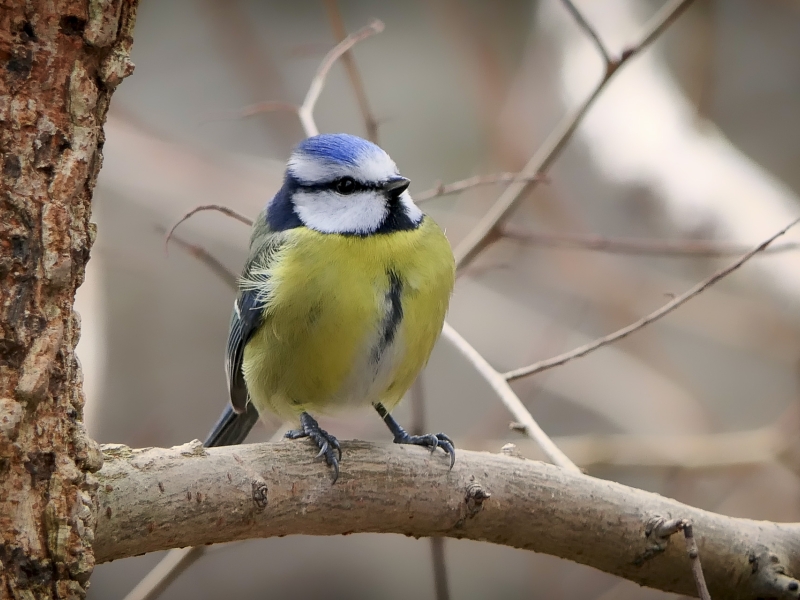 Découverte des oiseaux de la forêt d'Ermenonville